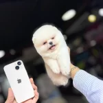 Cagrı Cemcemin Sectigi Katalog Yavruları