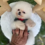 Guzeller Guzeli Ayı Surat Pomeranian Boo