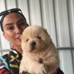 Chow Chow Yavrularım Sağlık Ve Irk Garantilidir
