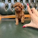 Safkan Orjinal Kore Poodle Yavrumuz