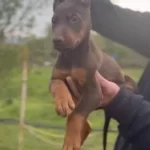 Siyah Kızıl King Doberman Bebekler