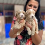 Safkan Maltipo Yavrularım