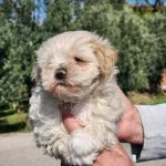 Bebek Yuz Mini Boy Maltipoo Bebekler
