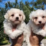 Mini Boy Maltese Bebekler