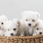 Beyaz Meleklerimiz Yuvasını Arıyor