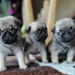 Safkan Pug Mops Yavruları