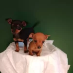 Numara Mini Pinscher Bebekler