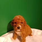 Ciftlikden Irk Ve Saglık Garantili Mini Red Poodle