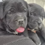 A Kalite Cane Corso Yavrular