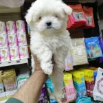 Mukkemel Irk Bebek Yuz Maltesler