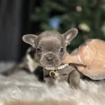 Blue Frenc Yavrularımız