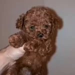 Tea Cup Irk Ve Kilo Garantili Bebeklerimiz