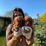 Toy Poodle Yavrularımız