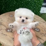 Benim Pamuk Sekerlerim