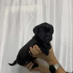 Sağlık Ve Irk Garantili Cane Corso Yavrumuz