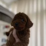 Korekan Poodle Bebeklerimiz