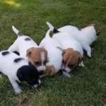 Ucan Kopek Zeka Kupu Jack Russel Maylo