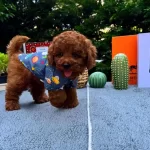 Kore Poodle Bebeklerimiz