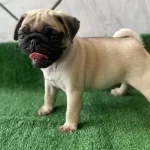Sağlıklı Safkan Pug Mopslar