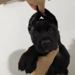 Italyan Tankları Corso