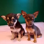 Uretim Ciftliginden Sıfır Numara Yavrular