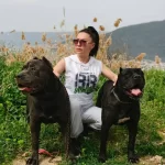 Irk Garantili Cane Corso Yavrular