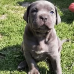 Cane Corsa Blue Yavrularımız