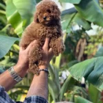 Red Toy Poodle 2 Aylık Erkek Asılı