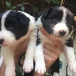 Safkan Border Collie Yavrularım