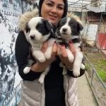 Safkan Border Collie Yavrularım