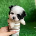 T Cup Morkie Yavrular
