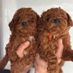 Redbrown Toypoodle Yavrularım