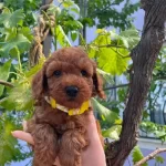 Kıpkırmızı Sevimli Toy Poodle Yavrumuz