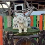 Kaliteli Terrier Yavrularımız