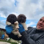 Erkek Amerikan Akita Yavrularımız