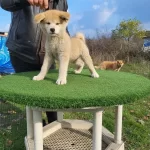 3 Aylık Full Asılı Saglık Ve Irk Garantili Akita Inu