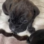 Scrli Cane Corso Yavruları