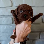 Dark Kore Mini Teacup Yavrular