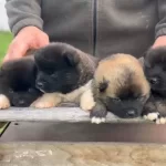 Amerikan Akita Bebekler