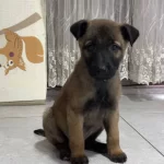 Evinizin Bekci Adayları