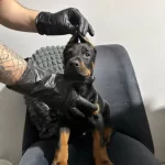 Istege Ozel Estetik A Kalite Doberman