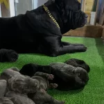 Cane Corsolar Safkan Yavrular