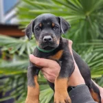 Iri Kemik Yapili Doberman Yavrular