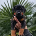 Hırs Kupleri Doberman Yavrular