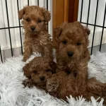 Orjinal Toypoodle Yavrular