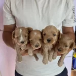 Safkan Maltipoo Yavrular