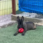 Safkan Belcika Malinois Yavrularımız