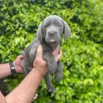 Blue Cane Corsa Bebekler Italyan Mastifi