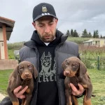 Secereli Doberman Yavruları