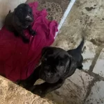 Cane Corso Atası Brender Soyu 2 Aylık